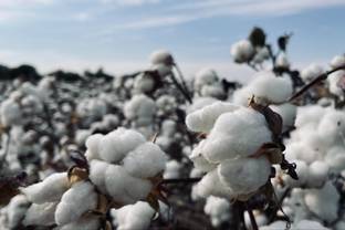 Globale Baumwollkrise – Überschwemmungen in Pakistan schädigen Baumwollproduktion 