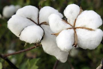 Le coton réactive sa production aux Etats-Unis, au Pakistan et au Brésil