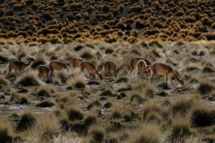 La italiana Loro Piana firma un acuerdo en Argentina para potenciar el comercio de la fibra de vicuña