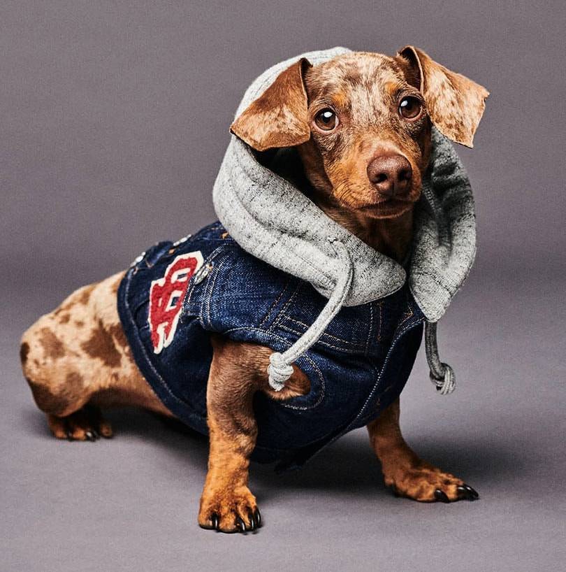 Bild: Dsquared2 x Poldo Dog Couture