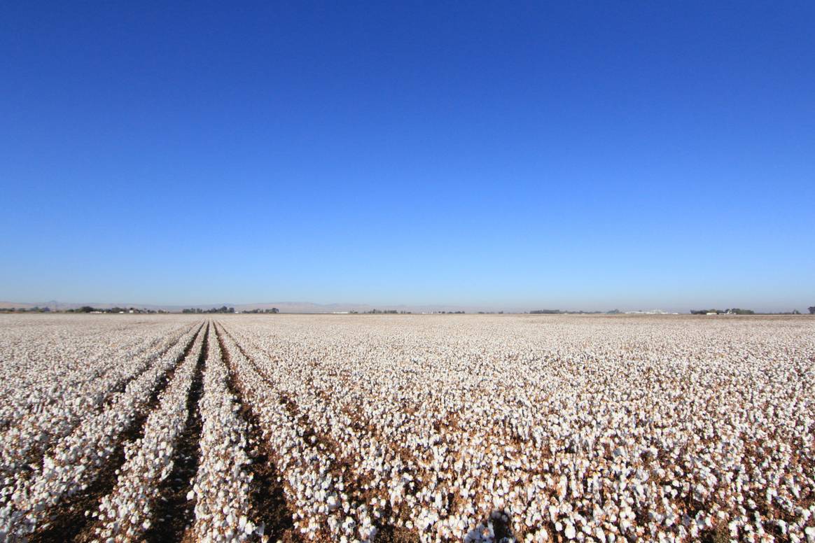 Image illustrating cotton cultivation. Photo: Mr-Location-Scout for Pexels.com