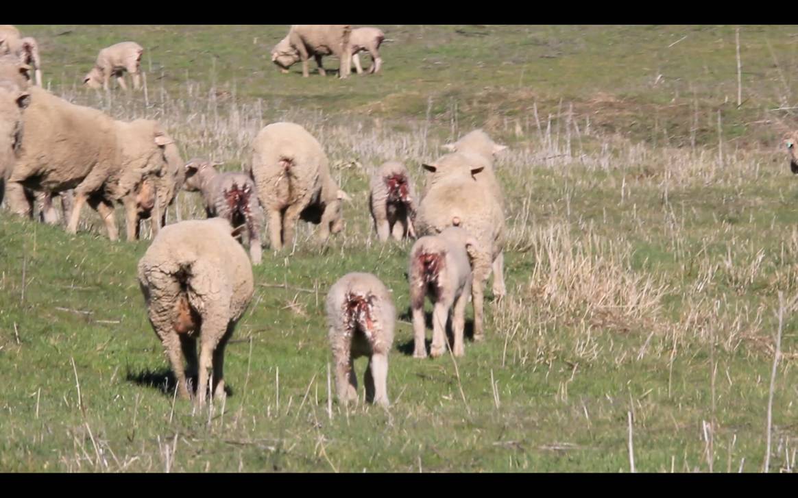 Australische Lämmer nach dem Mulesing. Bild: Four Paws