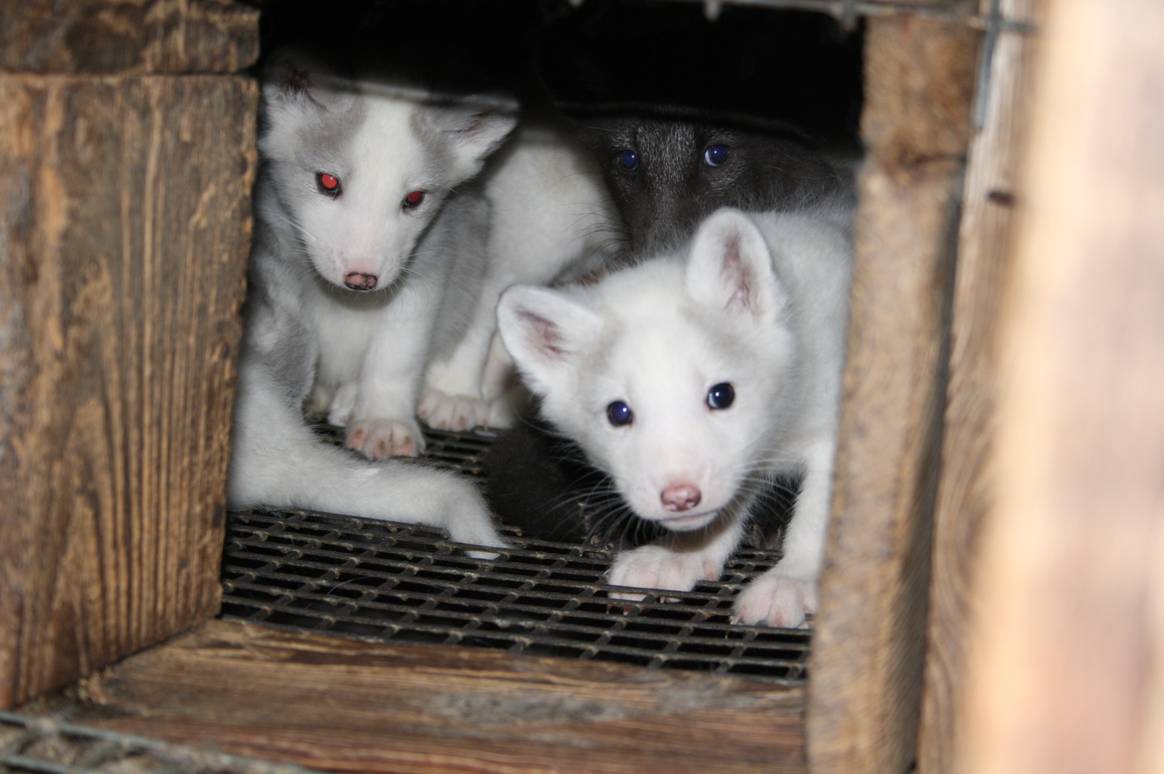 Animals in a fur farm in Poland