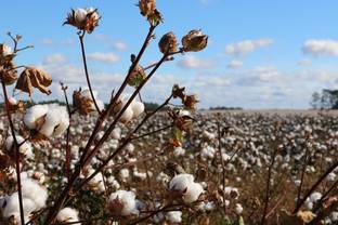 Textile Exchange: Modeindustrie muss Wachstum überdenken, um Pariser Klimaziele zu erreichen