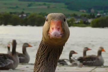 Vier Pfoten-Ratgeber zu tierfreien Weihnachstsgeschenken