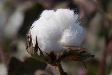 Google se alía con WWF para crear una plataforma de moda sostenible