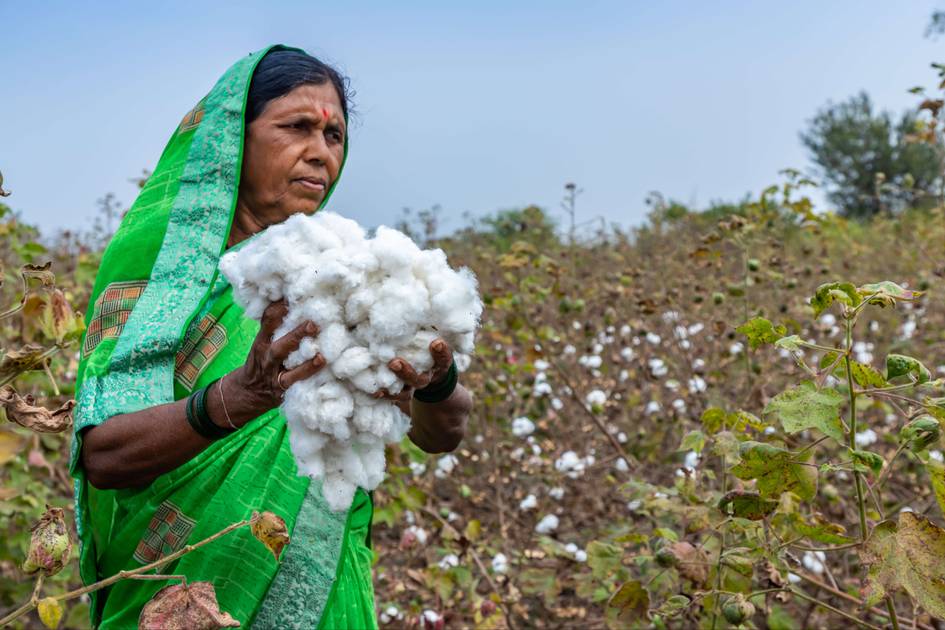 Regenerative Cotton Standard records promising results after first harvest in India