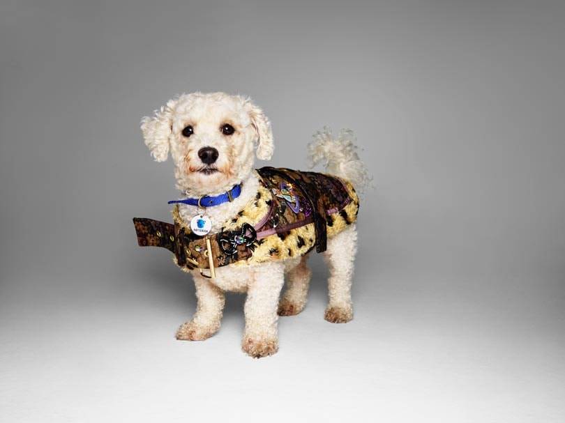 Fashion names design canine couture for charity