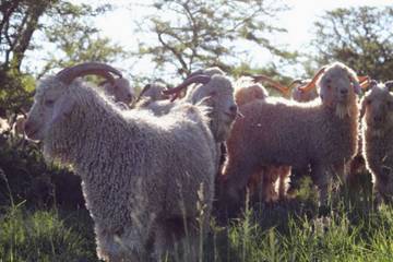 Textile Exchange führt neuen Mohair-Standard ein
