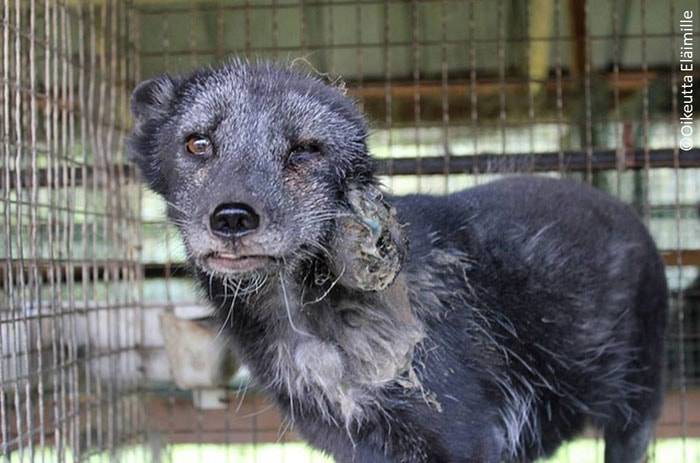 Anti-fur protesters crash London Fashion Week