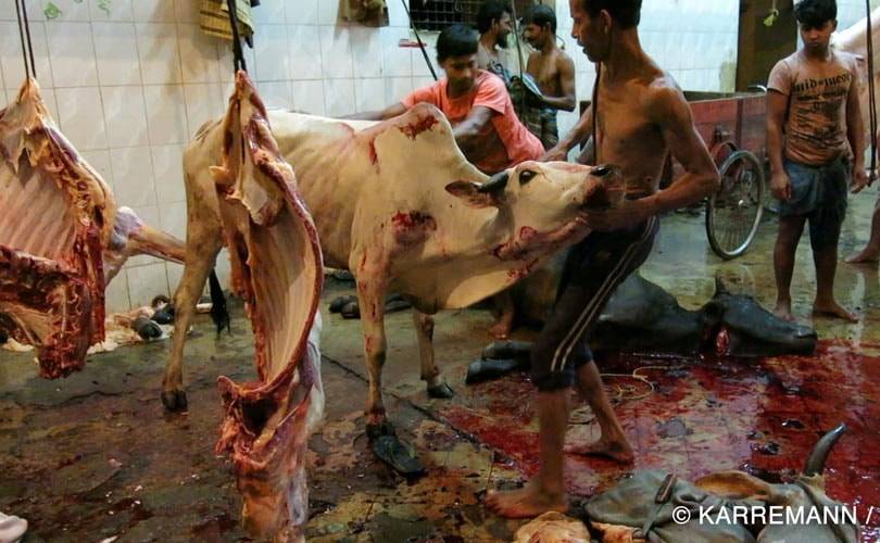 Peta Allemagne dénonce l'horreur pratiquée dans l'industrie du cuir au Bangladesh