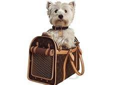 John Lewis launches pet fashion