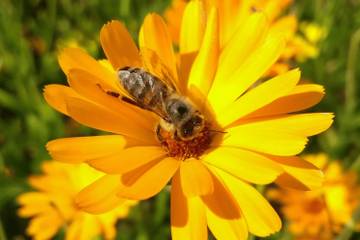 Neal's Yard teams up with Bella Freud for Save the Bees campaign