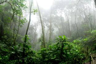 Major fashion brands vow to eliminate endangered forests from their fabrics
