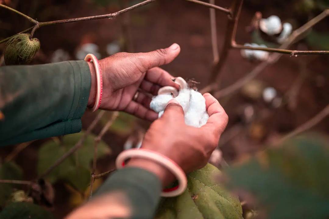 A farmer checking cotton.