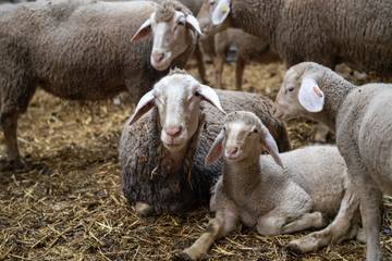 Puma to remove mulesed wool by 2025