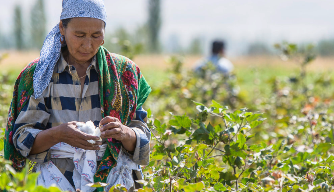 Farmer in Kyrgyzstan harvesting cotton by hand.