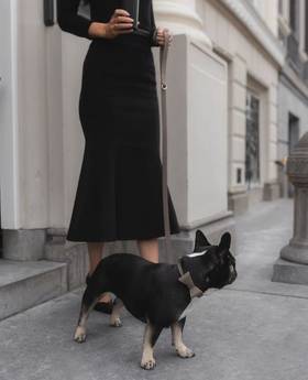 Collection image Perro Collection