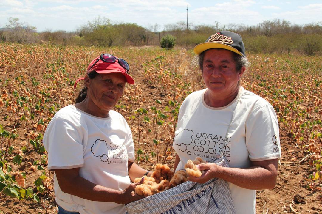 Plantación de algodón de la cadena de suministros de OCC.