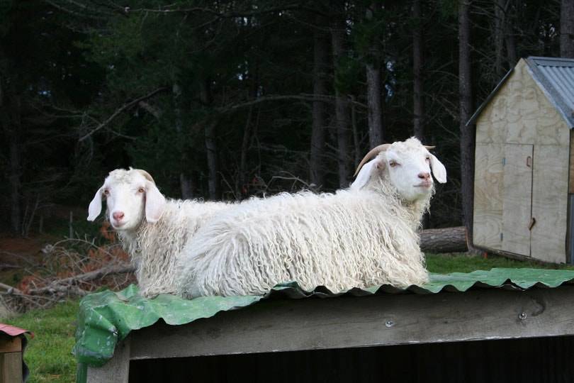 Die südafrikanischen Produzenten reagieren auf das Mohairverbot der Einzelhändler