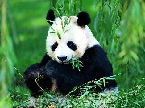 Coolen over China - Alle Panda’s op een Chopstick!