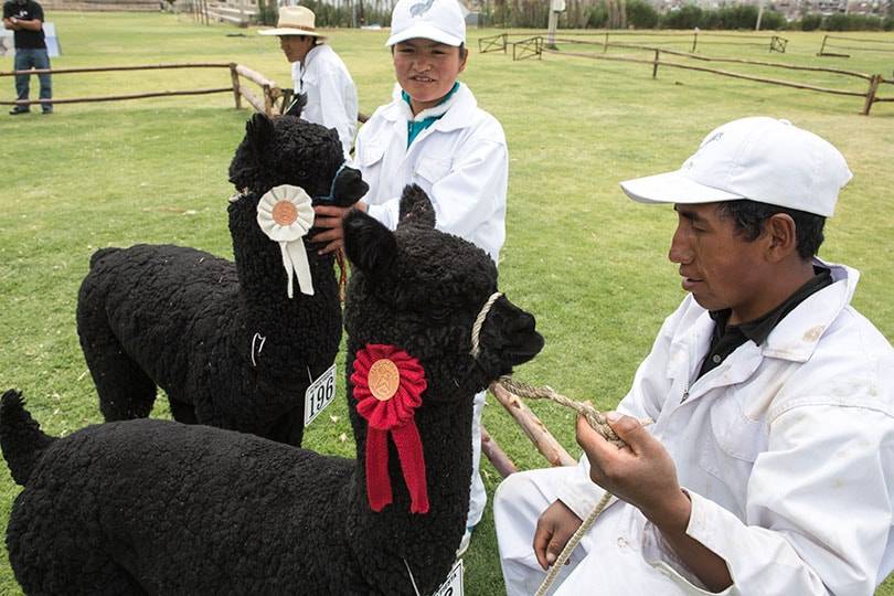 Zwarte Alpacawol: de 'Dom Pérignon' van natuurlijke vezels