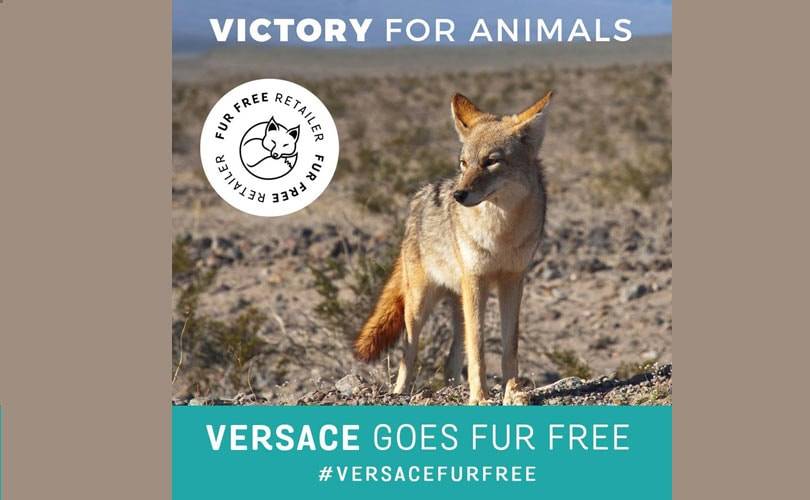 Furla и Versace больше не будут использовать натуральный мех