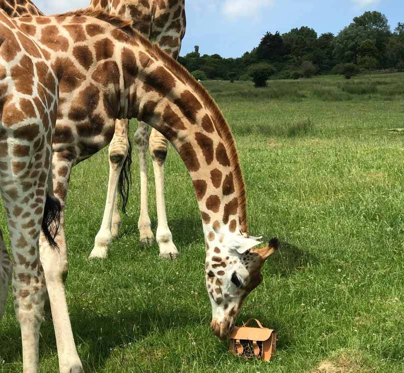 In Pictures: Cambridge Satchel Company giraffe collection