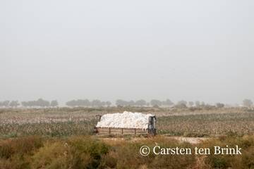 NGOs fordern Boykott von Baumwolle aus Turkmenistan