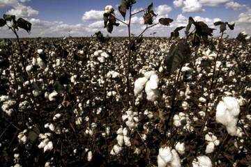 "Sourcing more sustainable cotton is the best way forward"