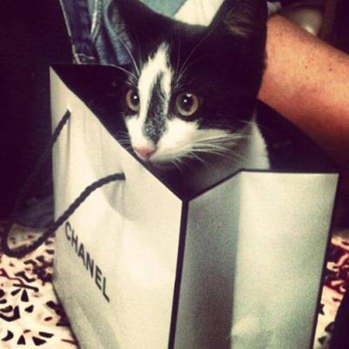 El profundo amor de la industria de la moda… un felino de 4 patas
