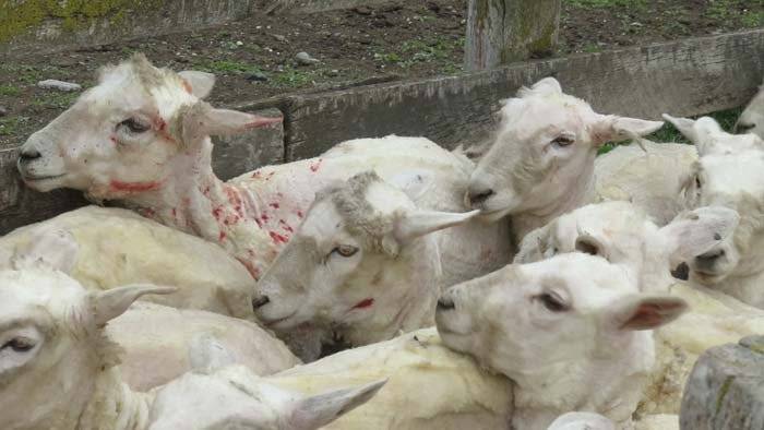 Brooks Brother cut ties with wool supplier following expose