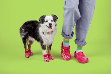  Crocs to launch Pet Crocs for furry friends