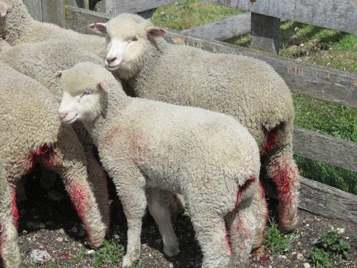 HSI and H&M Unite to Improve Animal Welfare within the Industry