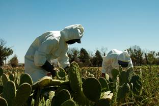 PETA reconoce la piel vegana de nopal mexicana con este premio