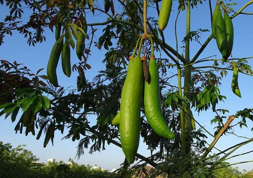 Tejidos Innovadores Sostenibles: Fibras kapok