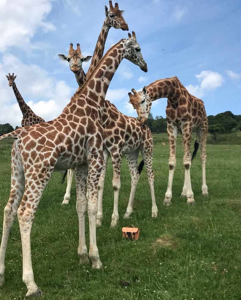 In Pictures: Cambridge Satchel Company giraffe collection