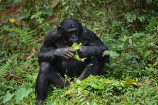 LVMH et WWF s’allient pour protéger la forêt du bassin du Congo