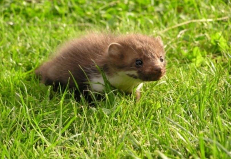 Letzte deutsche Pelzfarm verkauft alle Tiere