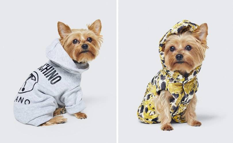 Dog fashion the next step for luxury brands