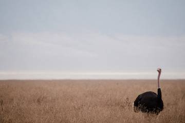 Savoir-faire français : le tannage de la peau d'autruche