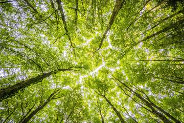 LVMH partners with Canopy on sustainable initiatives