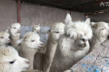 Retailers drop alpaca fur following a new PETA expose