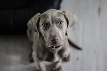 Hugo Boss to launch dog apparel with the Kanine Group