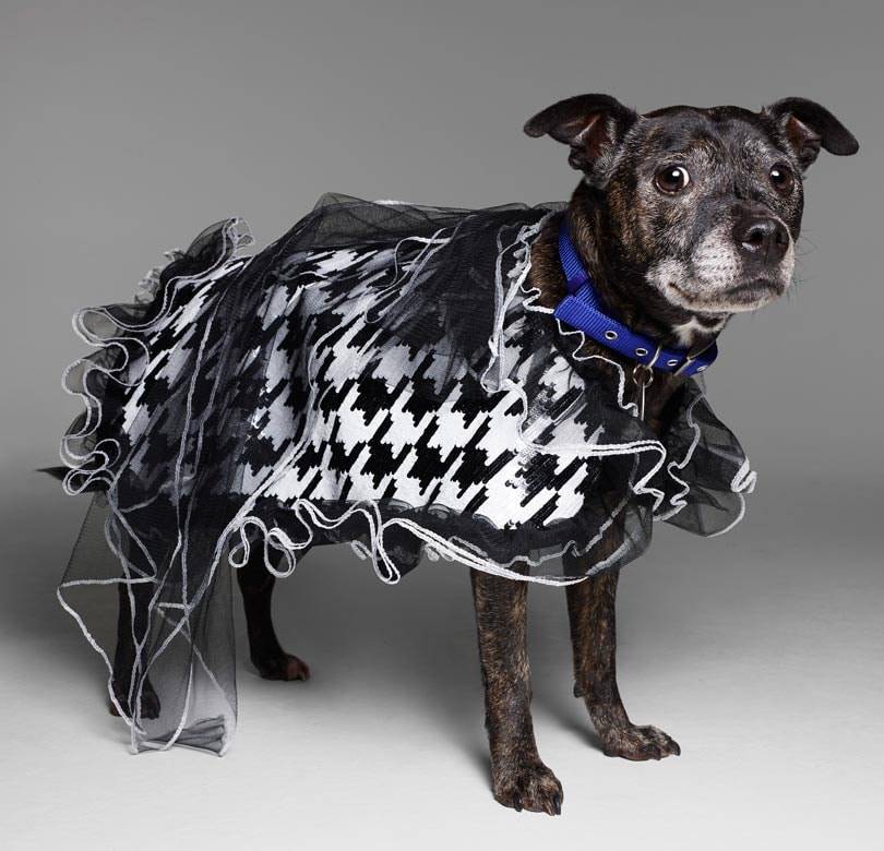Fashion names design canine couture for charity