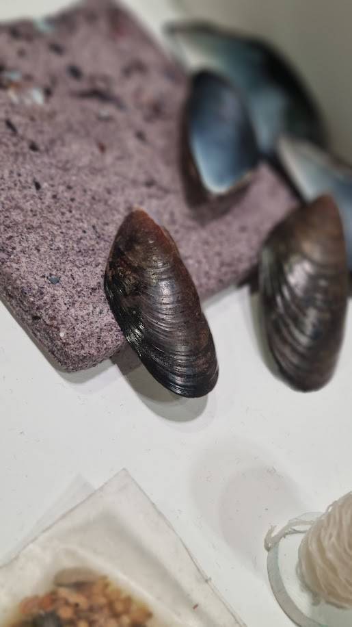 Beeld via Jasmien Wynants - Kelp Commons verwerkt mosselschelpen en zeewier tot composietachtige materialen