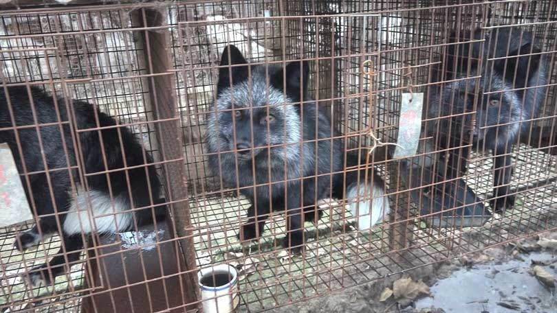 The UK Fur Debate: 'Plainly, fur is immoral, cruel and barbaric'