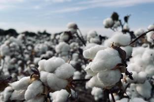 Better Cotton expands efforts to southern Chad through new partnerships
