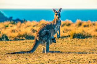 Adidas faces pressure from animal rights groups regarding use of kangaroo skins 