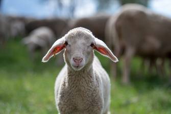 Neuer Vier Pfoten-Bericht zum Mulesing zeigt Transparenzlücke bei Modeunternehmen